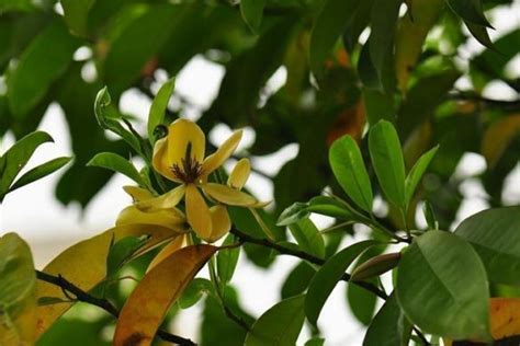 含笑花樹|含笑花（木兰科含笑属植物）